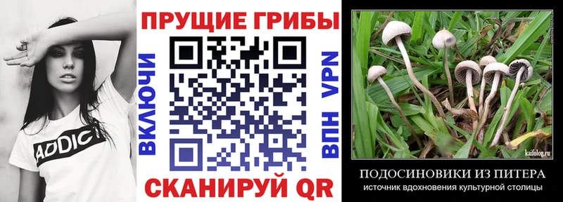 Купить Велиж Псилоцибиновые грибы мицелий
